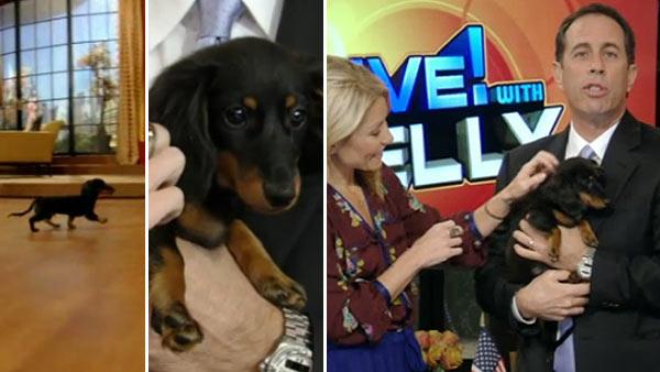 Kelly Ripa and Jerry Seinfeld and his dog appear on LIVE! with Kelly on Nov. 22, 2011. - Provided courtesy of ABC Kelly Ripa and Jerry Seinfeld and his dog appear on LIVE! with Kelly on Nov. 22, 2011. - Provided courtesy of ABC