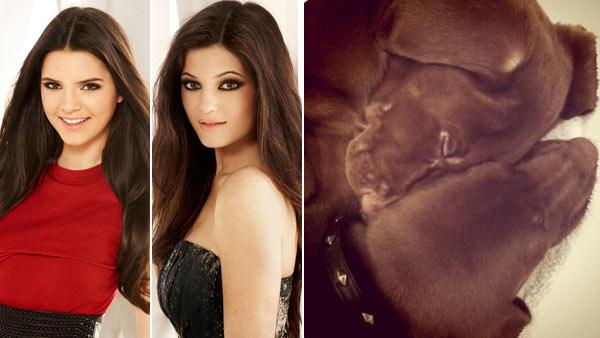 Kendall and Kylie Jenner appear in a promotional photo in 2011 for Keeping Up With The Kardashians. / A photo of the dogs the two receieved as Christmas gifts. - Provided courtesy of E! / Twitter.com/KimKardashian Kendall and Kylie Jenner appear in a promotional photo in 2011 for Keeping Up With The Kardashians. / A photo of the dogs the two receieved as Christmas gifts. - Provided courtesy of E! / Twitter.com/KimKardashian