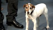 Uggie mugs it up with his 'Artist' co-stars