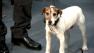 Uggie joined his co-stars for The Artist when the film earned the Made in Hollywood award on January 31. - Provided courtesy of OTRC