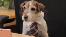 Uggie appears in a still from a YouTube video promoting Nintendo. - Provided courtesy of Nintendo
