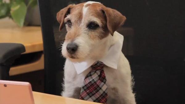Uggie appears in a still from a YouTube video promoting Nintendo. - Provided courtesy of Nintendo Uggie appears in a still from a YouTube video promoting Nintendo. - Provided courtesy of Nintendo
