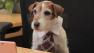 Uggie appears in a still from a YouTube video promoting Nintendo. - Provided courtesy of Nintendo