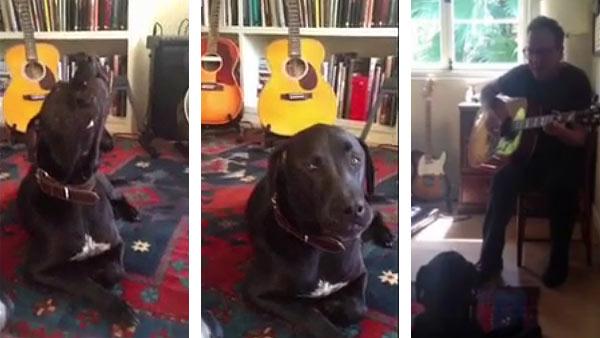 Kiefer Sutherland plays guitar as a dog howls, as seen in this video posted on the actors official Twitter page on April 20, 2012. - Provided courtesy of yfrog.com/61vdlmz Kiefer Sutherland plays guitar as a dog howls, as seen in this video posted on the actors official Twitter page on April 20, 2012. - Provided courtesy of yfrog.com/61vdlmz
