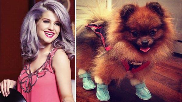 Kelly Osbourne appears in a photo from Cosmopolitan Middle East, which was posted on her official Twitter page on April 4, 2012. / Kelly Osbournes dog story appears in a photo posted on her official Twitter account on May 3, 2012. - Provided courtesy of Cosmopolitan Middle East / Lockerz.com/s/198590232 / http://instagr.am/p/KMQl7sgb6J/ Kelly Osbourne appears in a photo from Cosmopolitan Middle East, which was posted on her official Twitter page on April 4, 2012. / Kelly Osbournes dog story appears in a photo posted on her official Twitter account on May 3, 2012. - Provided courtesy of Cosmopolitan Middle East / Lockerz.com/s/198590232 / http://instagr.am/p/KMQl7sgb6J/