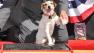 Uggie, the 10-year-old Jack Russell terrier who starred in 'The Artist,' was honored with a retirement party and a paw print ceremony at Grauman's Chinese Theatre on June 25, 2012. <br /><br />
'The Artist' will be released on Blu-ray and DVD on June 26.