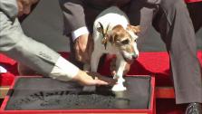 Uggie of The Artist gets his paw print immortalized in cement at Graumans Chinese Theatre on June 25, 2012. - Provided courtesy of OTRC