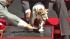 Uggie gets paw print ceremony Uggie of The Artist gets his paw print immortalized in cement at Graumans Chinese Theatre on June 25, 2012. - Provided courtesy of OTRC