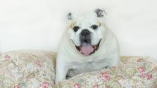 Beth Ostrosky Stern Tweeted this photo of her and Howard Sterns dog, Bianca, on May 10, 2012, saying: Bianca loves her pretty bed from @homegoods. I just love their pet dept! Thx HG for supporting @animalleague. - Provided courtesy of twitter.com/bethstern / pic.twitter.com/eOdl4L1J