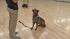 Derek Hough's dog crashes 'DWTS' practice Derek Houghs dog, Romie, appears at Dancing With The Stars: All-Stars practice with Shawn Johnson on September 19, 2012. - Provided courtesy of ABC