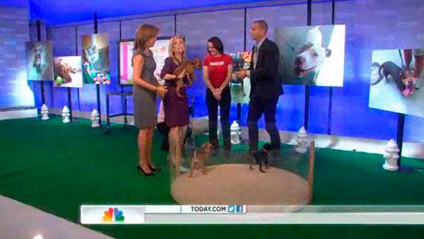 Kathie Lee Gifford holds a puppy before dropping it on an episode of NBCs Today show that aired on Oct. 11, 2012. - Provided courtesy of NBC Kathie Lee Gifford holds a puppy before dropping it on an episode of NBCs Today show that aired on Oct. 11, 2012. - Provided courtesy of NBC