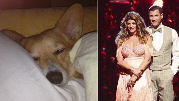 Kirstie Alley appears on Dancing With The Stars: All-Stars on October 17, 2012. / Kirstie Alleys puppy May appears in a photo from her official Twitter page. - Provided courtesy of OTRC / twitter.com/kirstiealley Kirstie Alley appears on Dancing With The Stars: All-Stars on October 17, 2012. / Kirstie Alleys puppy May appears in a photo from her official Twitter page. - Provided courtesy of OTRC / twitter.com/kirstiealley