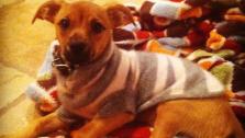LeAnn Rimes puppy Eveie appears in a photo posted on the singers official Twitter page on November 9, 2012. - Provided courtesy of pic.twitter.com/eJShFUAa
