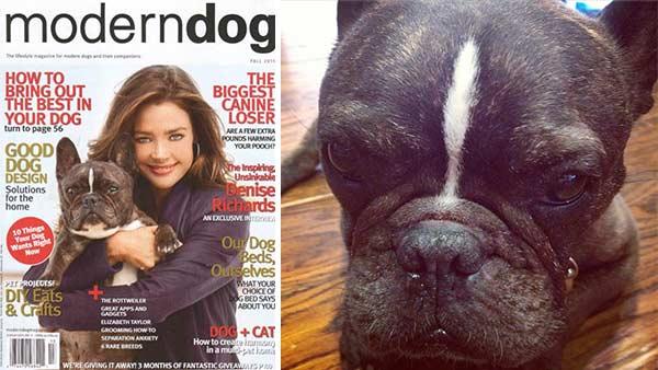 Denise Richards and her dog, Hank, are pictured on the cover of Modern Dog magazines Fall 2011 issue. - Provided courtesy of twitter.com/DENISE_RICHARDS/status/293597709200404481 / instagr.am/p/UxmpExSnIY/ Denise Richards and her dog, Hank, are pictured on the cover of Modern Dog magazines Fall 2011 issue. - Provided courtesy of twitter.com/DENISE_RICHARDS/status/293597709200404481 / instagr.am/p/UxmpExSnIY/