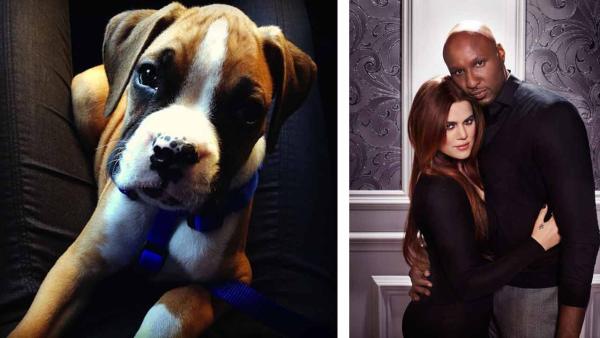 Khloe Kardashian Odom, star of Khloe and Lamar and Keeping Up With the Kardashians, reveals a puppy present from her husband Lamar on March 13, 2013. - Provided courtesy of OTRC / khloekardashian.celebuzz.com / James White - E! Khloe Kardashian Odom, star of Khloe and Lamar and Keeping Up With the Kardashians, reveals a puppy present from her husband Lamar on March 13, 2013. - Provided courtesy of OTRC / khloekardashian.celebuzz.com / James White - E!