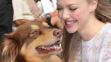 Amanda Seyfried cuddles with her dog, Finn, after leaving the Ed Sullivan Theater in New York City on July 30, 2013. She had appeared on The Late Show With David Letterman to promote her newest film, Lovelace. - Provided courtesy of Humberto Carreno / startraksphoto.com