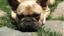 Jeremy Renners dog, Hemi, appears on this flyer posted on Facebook in July 2013. The dog went missing on the 19th. - Provided courtesy of facebook.com/hemimissingfrenchie/info