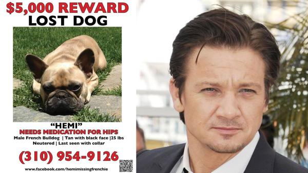 Jeremy Renners dog, Hemi, appears on this flyer posted on Facebook in July 2013. The dog went missing on the 19th. / Jeremy Renner appears at a photo call for the movie The Immigrant at the 66th Annual Cannes Film Festival on May 24, 2013. - Provided courtesy of facebook.com/hemimissingfrenchie/info / Briquet-Hahn-Marechal / Abaca / startraksphoto.com Jeremy Renners dog, Hemi, appears on this flyer posted on Facebook in July 2013. The dog went missing on the 19th. / Jeremy Renner appears at a photo call for the movie The Immigrant at the 66th Annual Cannes Film Festival on May 24, 2013. - Provided courtesy of facebook.com/hemimissingfrenchie/info / Briquet-Hahn-Marechal / Abaca / startraksphoto.com