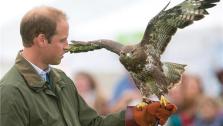 Prince William, Duke of Cambridge, holds a Harris Hawk during a falconry demonstration with birds of prey at the Anglesey agricultural show at Anglesey Showground in Bangor, Wales on Aug. 14, 2013. - Provided courtesy of Barcroft Media / startraksphoto.com