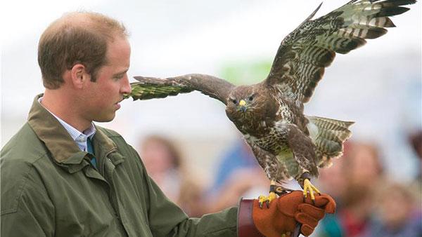 Prince William, Duke of Cambridge, holds a Harris Hawk during a falconry demonstration with birds of prey at the Anglesey agricultural show at Anglesey Showground in Bangor, Wales on Aug. 14, 2013. - Provided courtesy of Barcroft Media / startraksphoto.com Prince William, Duke of Cambridge, holds a Harris Hawk during a falconry demonstration with birds of prey at the Anglesey agricultural show at Anglesey Showground in Bangor, Wales on Aug. 14, 2013. - Provided courtesy of Barcroft Media / startraksphoto.com