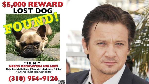 Jeremy Renners dog, Hemi, appears on this flyer posted on Facebook on Aug. 22, 2013. The dog went missing on July 19. / Jeremy Renner appears at a photo call for the movie The Immigrant at the Cannes Film Festival in Cannes, France on May 24, 2013. - Provided courtesy of facebook.com/hemimissingfrenchie/info / Briquet-Hahn-Marechal / Abaca / startraksphoto.com