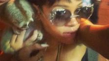 Rihanna appears with an endangered primate in Thailand, as seen in a photo posted on her Instagram page on Sept. 20, 2013. - Provided courtesy of instagram.com/p/efvnHRBM3B/ instagram.com/badgalriri