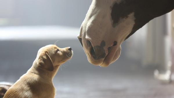 A puppy and a horse appear in Budweisers 2014 ad Puppy Love, which aired during Super Bowl XLVIII on Feb. 2, 2014. - Provided courtesy of Anheuser-Busch A puppy and a horse appear in Budweisers 2014 ad Puppy Love, which aired during Super Bowl XLVIII on Feb. 2, 2014. - Provided courtesy of Anheuser-Busch