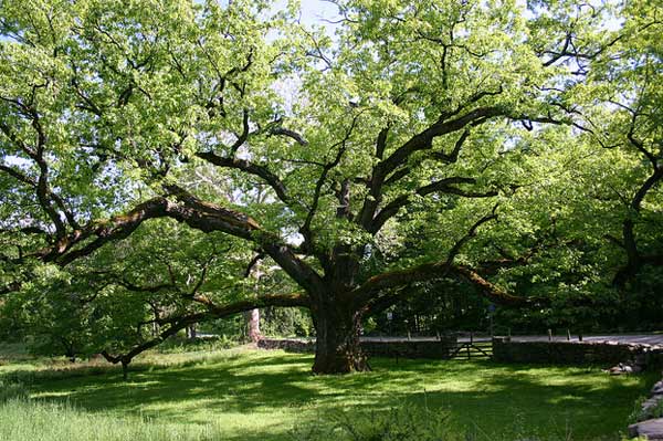 A photo of the Bedford Oak, a tree that is more...