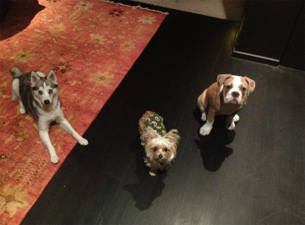 From left: Miley Cyrus' dogs Floyd, Lila and...