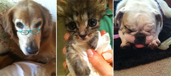 Pictured: Denise Richards' pets: (L to R) Tina,...