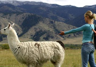 Cameron Diaz appears alongside a llama in a...