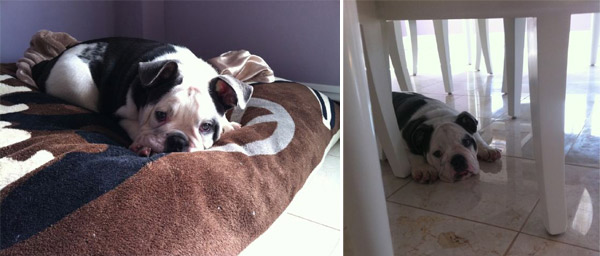 Disney star and singer Joe Jonas has a bulldog...