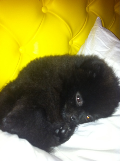 Kelly Osbourne Tweeted in November 2010: 'I...