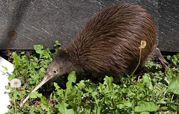 A Kiwi bird appears at the Smithsonian National...