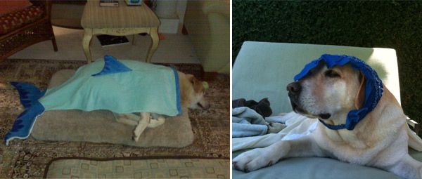 'My Big Fat Greek Wedding' star Nia Vardalos has a Labrador Retriever named Manny.