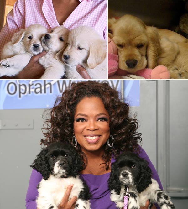 Animal lover and activist Oprah Winfrey loves...