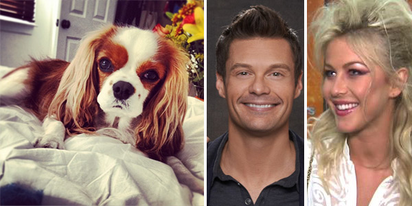 Ryan Seacrest, host of 'American Idol,' Tweeted this photo of his and girlfriend Julianne Hough's dog on Nov. 22, 2012. / Ryan Seacrest appears in a 2012 promotional photo for 'American Idol.' / Julianne Hough talks to OTRC.com on May 12, 2012.