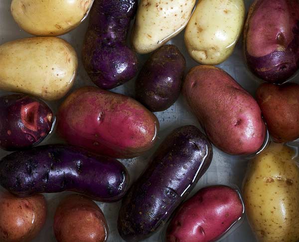A photo of heirloom potatoes.