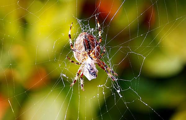 A photo of a spider.