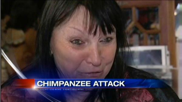 ct chimp attack