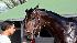 Kentucky Derby hopeful Advice nips at his lead...
