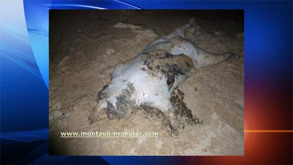 New photo apparently of the Montauk Monster was taken May 6 in Southold, N.Y. (Courtesy Montauk-Monster.com)