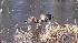 New Jersey eagle rescue