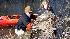New Jersey eagle rescue