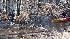 New Jersey eagle rescue