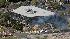 Austin, Texas plane crash