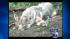 Rye coyote attacks calls for city meeting ::