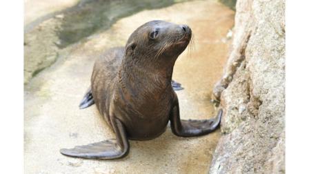 Photo of the new sea lion pup at New York Aquarium (Julie Larsen Maher WCS)