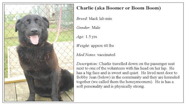 dog adoption