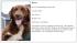 dog adoption